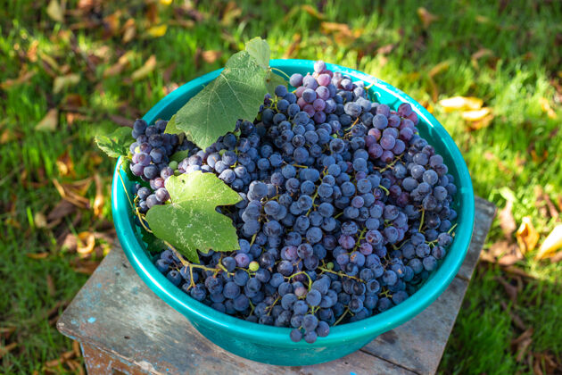 植物收获黑熟伊莎贝拉葡萄酿制葡萄酒一串水果葡萄