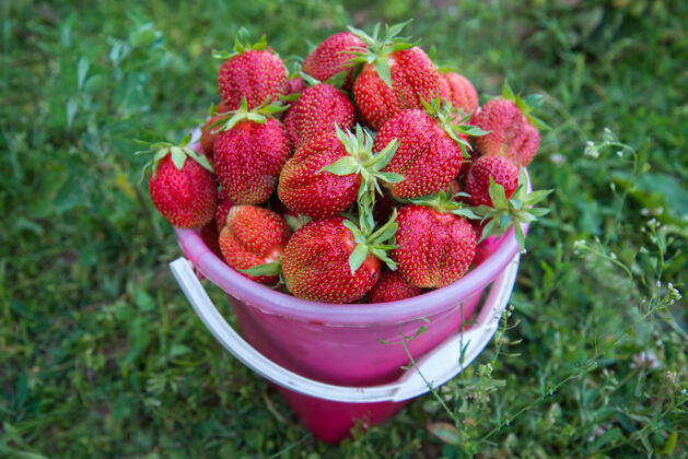 近桶里盛着丰收的大甜红草莓 在绿草如茵的夏日花园里食物好闪亮