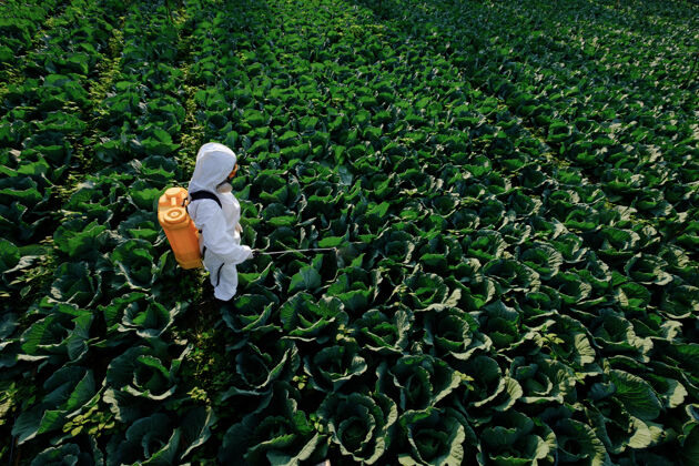 喷雾器穿着防护服和面具的女园丁在大白菜上喷洒肥料农场杀虫剂叶
