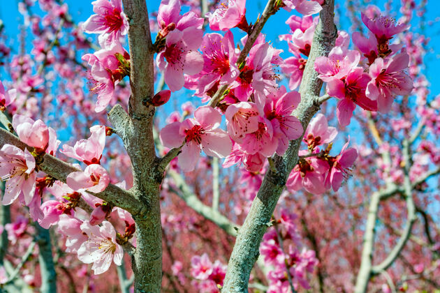果树桃树枝头开花时带花雌蕊春天花粉