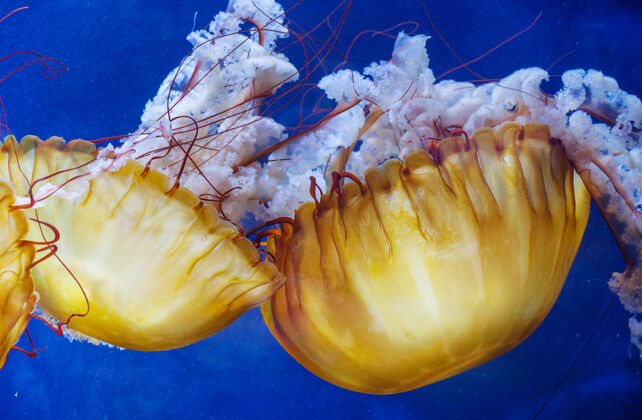 浮潜黄色不寻常的水母游泳水母水生