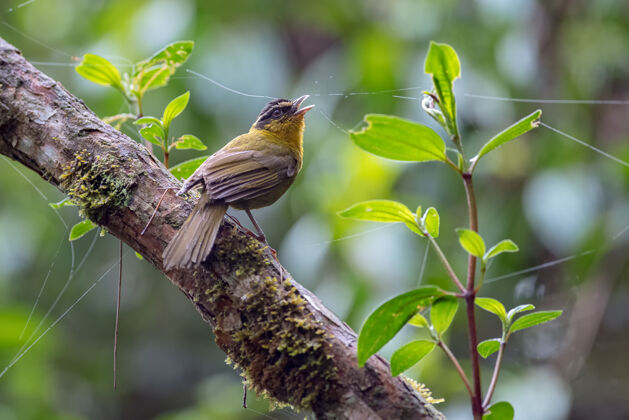 小鸟儿在雾蒙蒙的森林里的树枝上歌唱微小厄瓜多尔观鸟