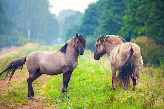 野生林中空地上的两匹野马拉脱维亚帕普自然公园夏天动物马