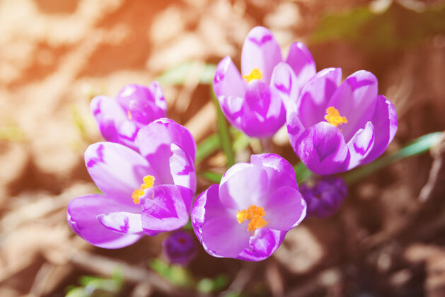 明亮春天美丽的紫色番红花开花春天四月