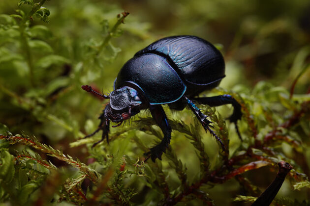动物苔藓上森林粪甲虫（anoplotrupesstercorosus）的宏观照片虫子闪亮草地