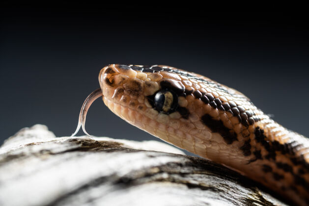 特写草蛇（natrixnatrix）成年移动他的舌头蛇户外捕食者