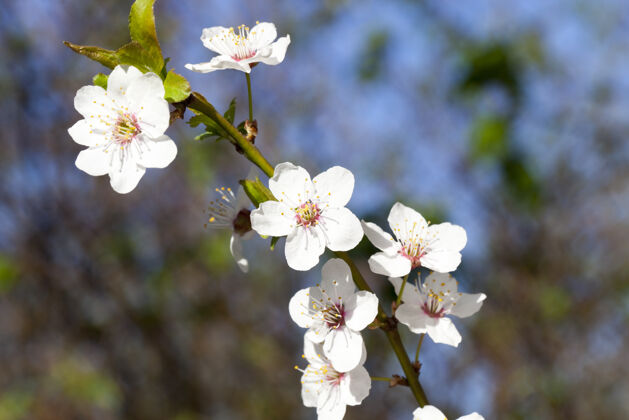 五颜六色春天树枝上新的白色花瓣 特写树美丽植物