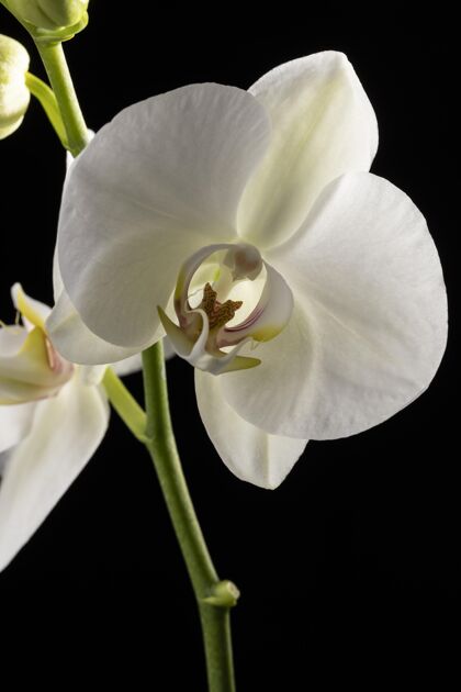 美丽美丽的白色兰花开花自然植物
