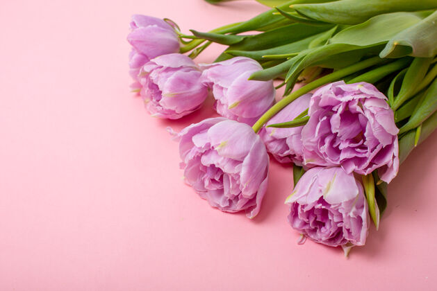 花粉红色背景上的郁金香是文本的地方浪漫花日子