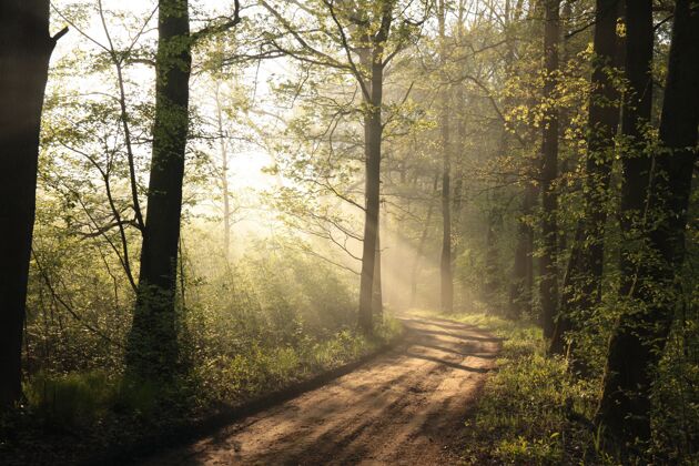 环境雾蒙蒙的早晨 春天的森林森林自然日落
