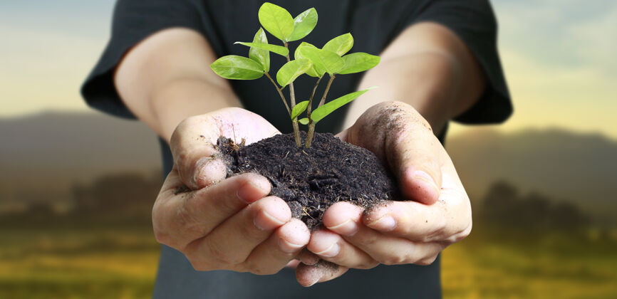 养护人的手抱着嫩芽植物花园种子土壤