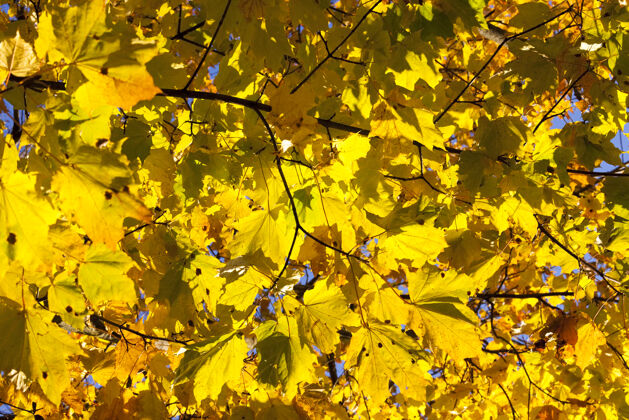 乡村在秋天的阳光下 树上的枫叶泛着明亮的黄光阳光棕色制造