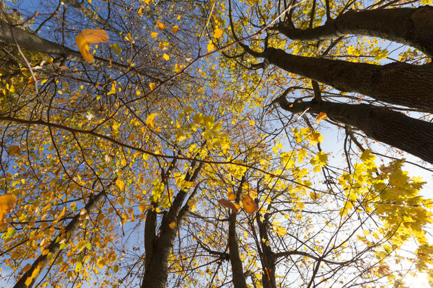 风景公园里的树叶变黄了树.照片在秋天的季节阳光公园光