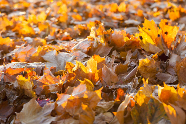 向上躺在地上的枫叶在秋天的季节倒下白天层树叶