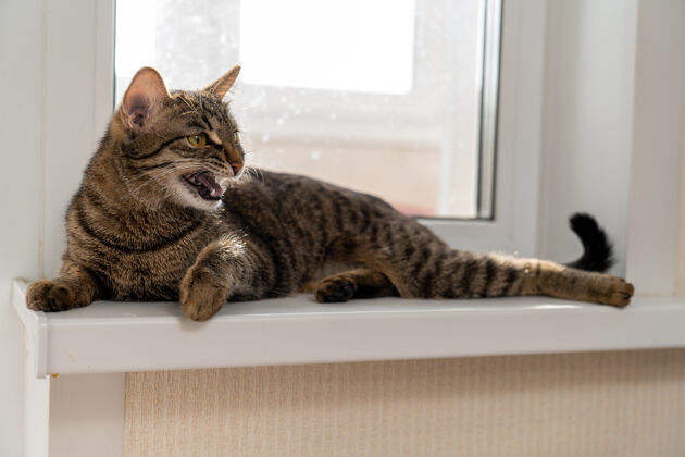 宠物小猫张着嘴躺在窗台上 露出锋利的牙齿国内哺乳动物睡眠