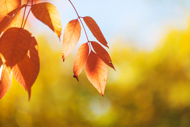 橙色秋天五彩缤纷的黄叶季节结束-上篮植物农业叶