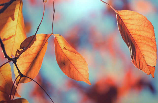 黄色秋天五彩缤纷的黄叶季节结束-上篮农场森林柔软