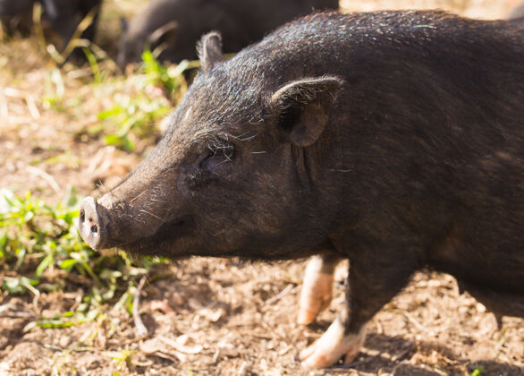 动物野猪或野猪草地野生动物在自然栖息地 欧洲野猪猪肉