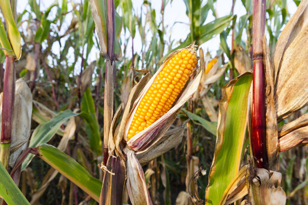 成熟特写成熟的黄色干玉米生长在一个农业领域 开穗植物 秋天的季节食用烹饪饲料