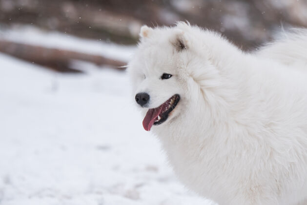 波罗的海萨莫耶德白色狗嘴特写是在波罗的海海滩雪萨摩耶年轻