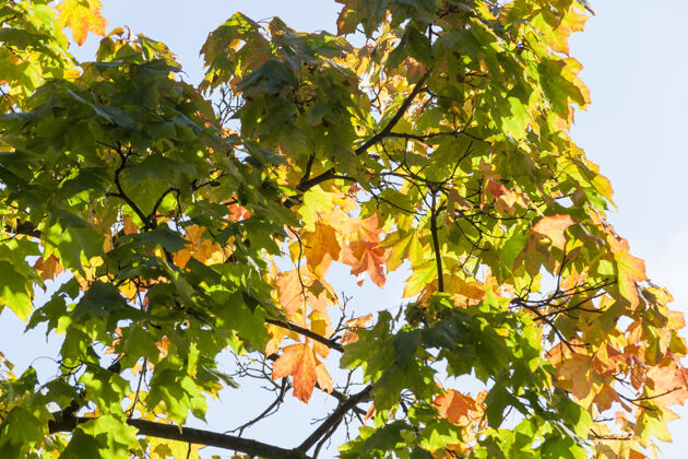 郁郁葱葱五颜六色的橡树叶子在秋天的时候 树的顶端秋天树枝公园
