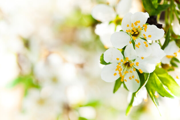 花美丽的春天波基设计与空间树花园樱花