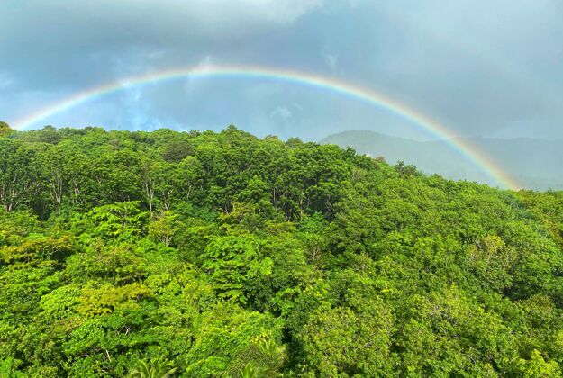 热带山上的彩虹桥彩虹森林阳光