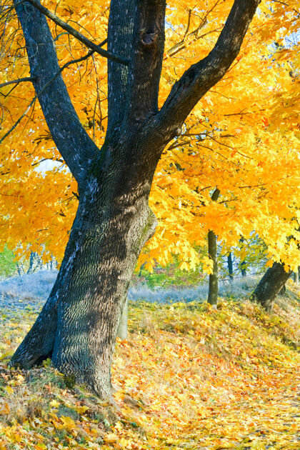 树叶秋天的枫树在秋天的城市公园阳光小径金色