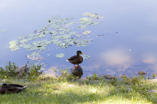 野鸭一只鸭子在湖边的岩石上休息 湖水很脏 年轻 初夏出生休息出生湖泊