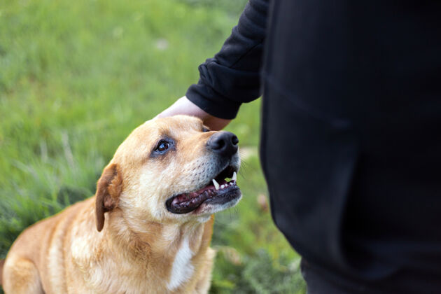 玩在一个绿色的公园里 一只可爱的快乐的狗被一个男人的手抚摸着家庭可爱动物