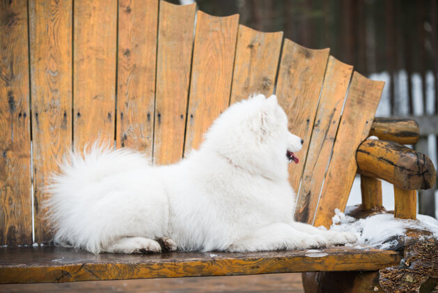 雪萨莫耶德白狗正坐在冬天的森林里的长凳上毛皮宠物自然