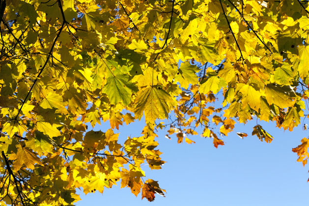 树最后一片秋叶落在枝头的小枫树上 秋树映衬着蓝天树枝野生动物树叶