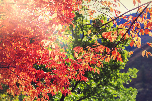 秋天秋天五彩缤纷的黄叶季节结束-上篮柔软乡村景观