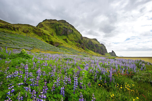 冰岛冰岛的自然风光 紫色的花朵盛开 天空多云风景花风景