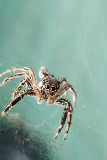 昆虫超级宏蜘蛛肖像野生动物背景控制