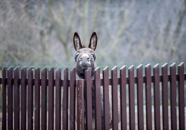 树有趣的驴子的照片 试图伸出它的头 通过围栏.冬季下午乡村牧场家庭