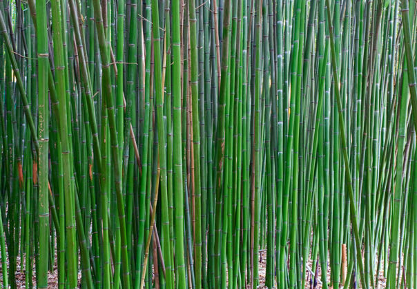 户外竹子的高绿色树干“翠竹”竹子美丽植物