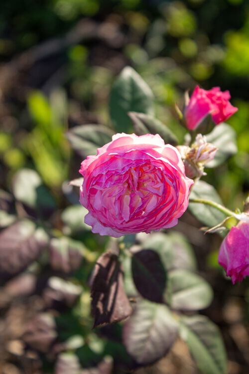 芳香美丽的红玫瑰在花园里绽放浪漫花蕾树叶