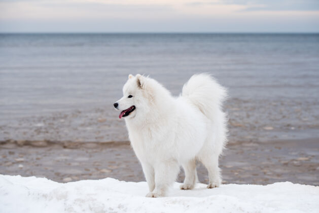宠物萨莫耶德白色的狗是在雪索尔克拉斯蒂海滩在拉脱维亚户外毛茸茸的自然