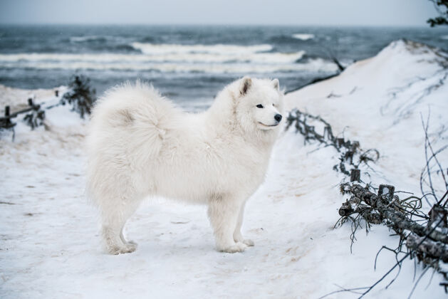 雪拉脱维亚雪海海滩上有一只漂亮的萨莫耶德白狗白色小狗冬天