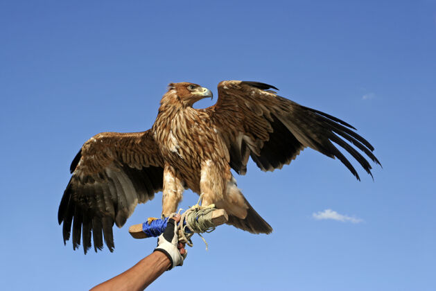 天空老鹰坐在主人的手上训练蓝天翅膀