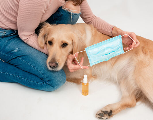 爪子金毛猎犬戴着医用口罩防止病毒分离拉布拉多金毛猎犬面罩宠物