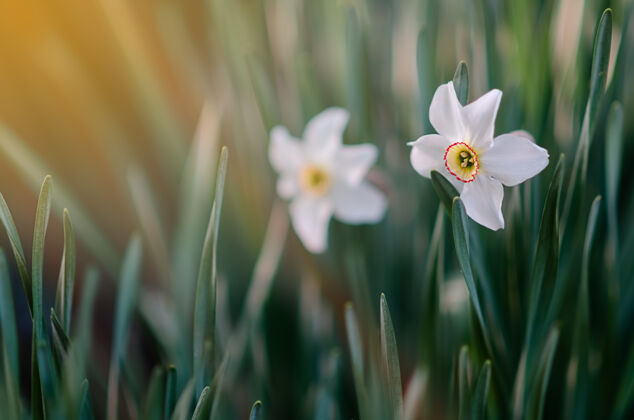 软聚焦两朵白水仙花 绿叶 阳光灿烂花花粉开花