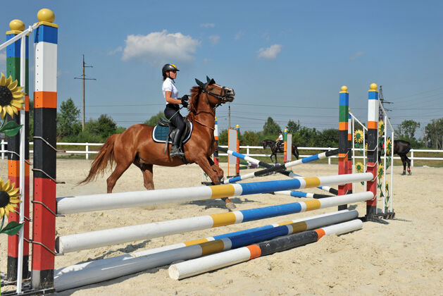 动物一个骑马的女孩在训练中停在障碍物前户外马术骑手