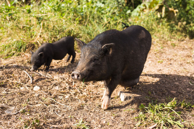步行野猪或野猪草地野生动物在自然栖息地 组前面猪