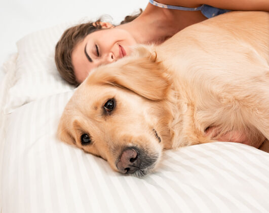 宠物睡在床上的金毛猎犬毯子家庭床