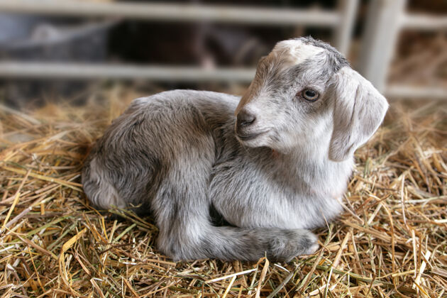 山羊躺在稻草里几个小时的孩子哺乳动物婴儿稻草