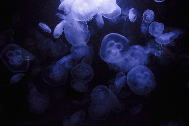 多彩水母在水下 水母 海洋动物在水中 蓝色海洋游泳生物