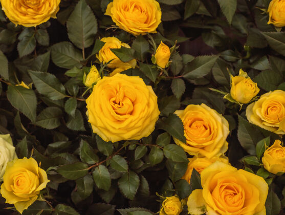 明亮许多黄色玫瑰鲜花在花园.家花花背景关闭-起来爱美丽浪漫