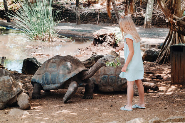饲料毛里求斯有趣的家庭娱乐一个女孩在毛里求斯岛动物园喂一只大乌龟享受亲子海龟